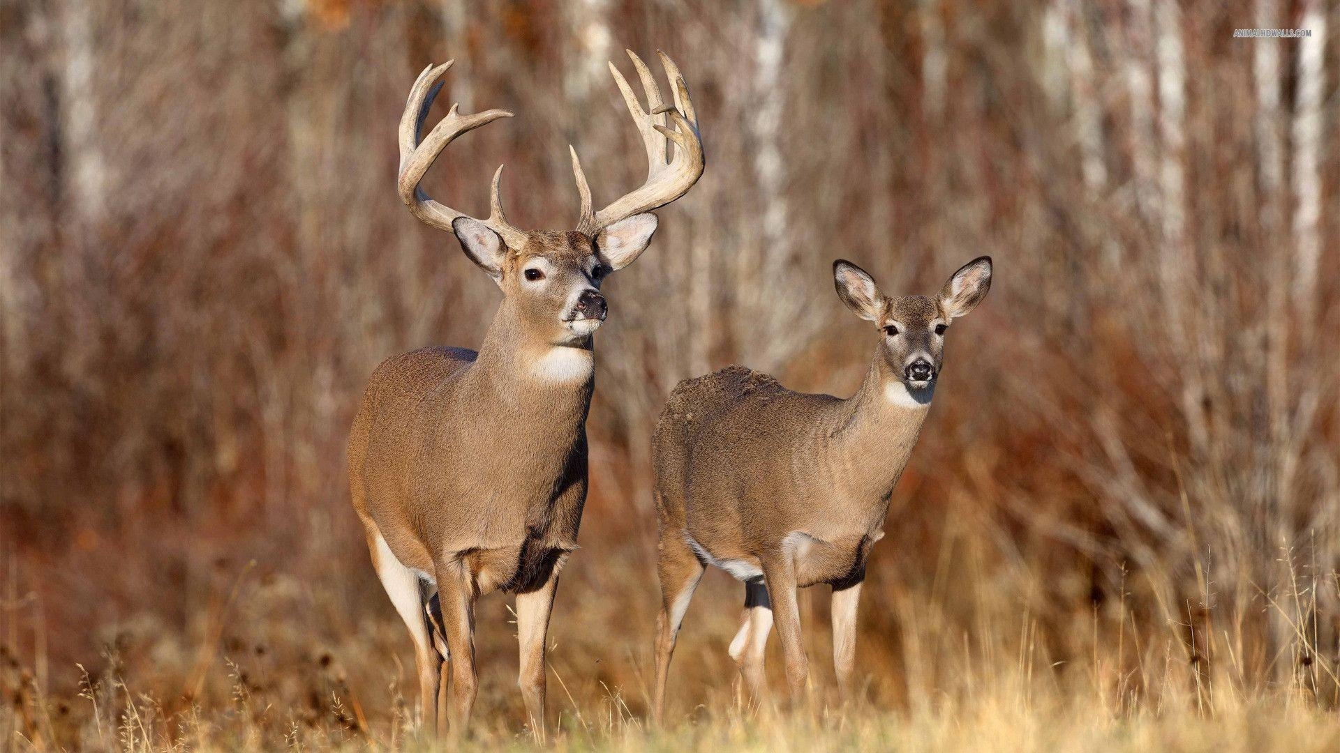 1920x1080 Whitetail Deer Wallpaper. Reindeer, Desktop