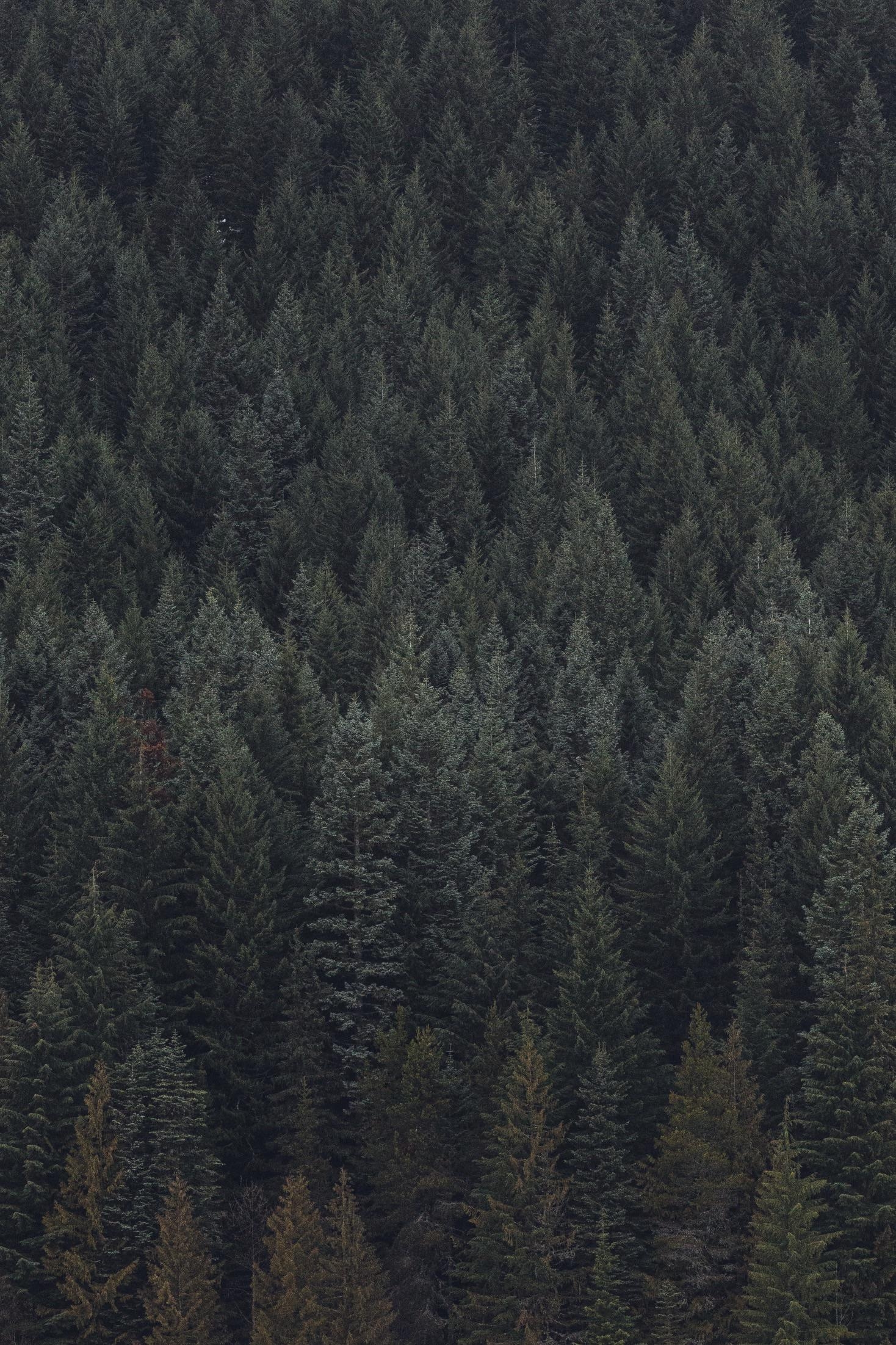 1470x2210 Trillium Lake Hillside PC: amelia.pnw, Phone