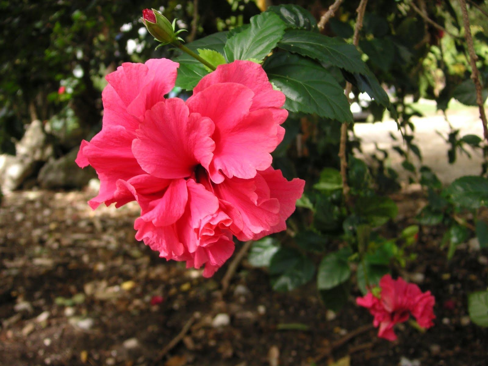 1600x1200 Flowers of the Yucatan Peninsula Bloomin' Garden, Desktop