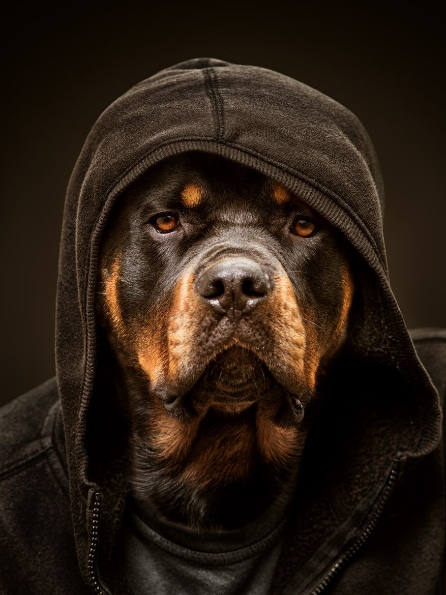 880x1170 Free download rottweiler wallpaper Pesquisa Google My favorite, Phone