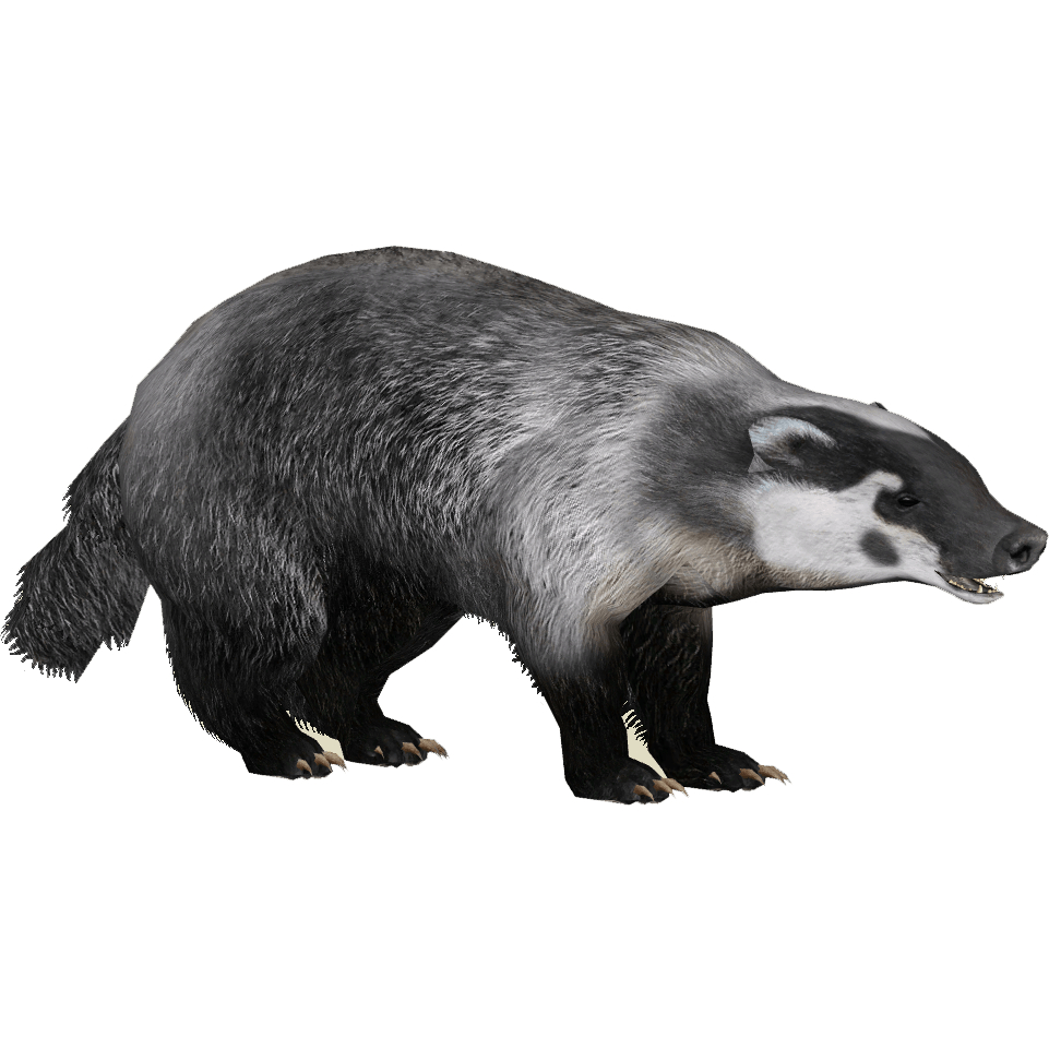 970x970 Badger PNG image free download, Phone