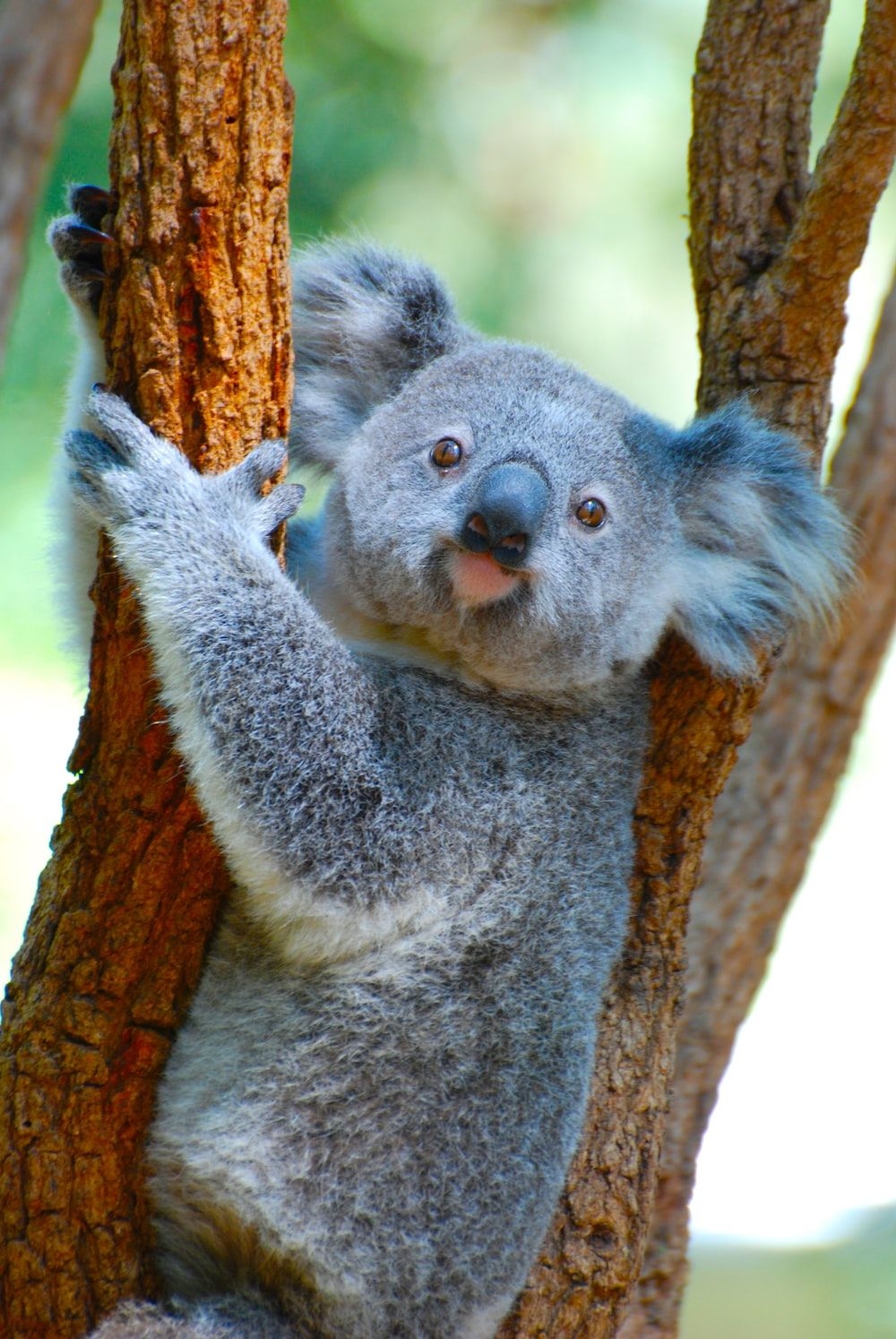 1000x1500 Koala Picture. Download Free Image, Phone