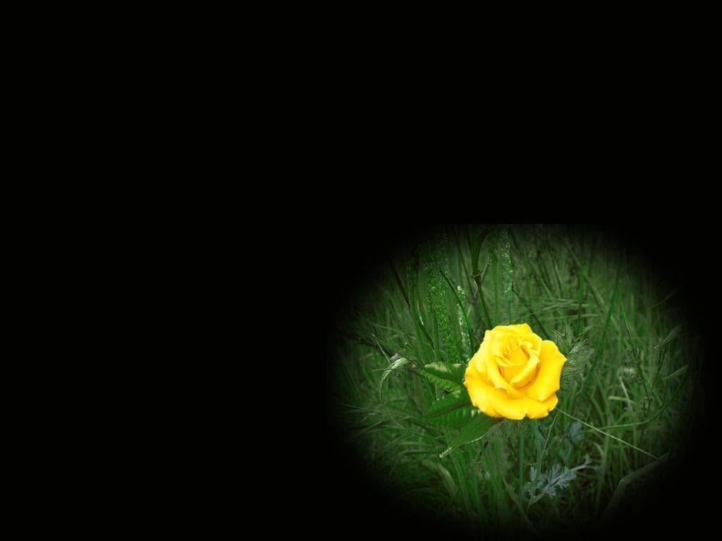 1030x770 A Yellow Rose Wallpaper, Desktop