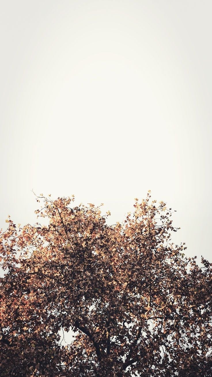 740x1310 Aesthetic Fall Wallpaper, Phone