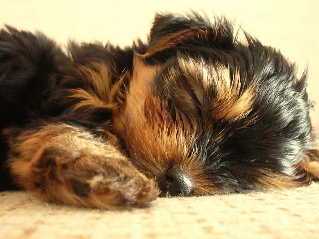 1030x770 Sleeping Cute Yorkshire Terrier Desktop Wallpaper Sleep Picture, Desktop