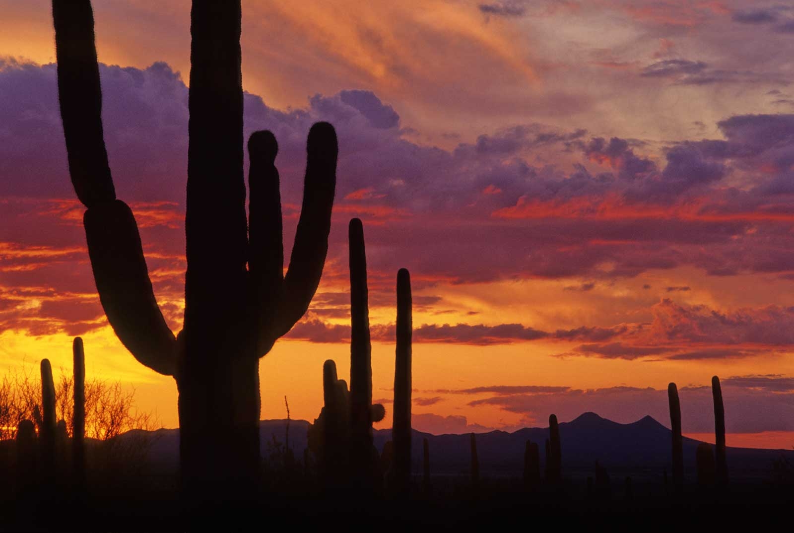 1600x1080 Saguaro National Park, Desktop