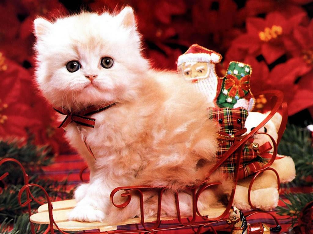 1030x770 Christmas Kitten Wallpaper, Desktop