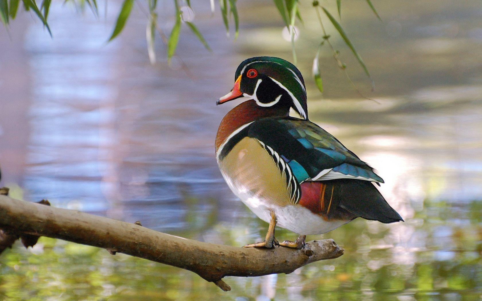 1680x1050 Suzanne Britton Nature Photography: Waterfowl Wallpaper Only, Desktop