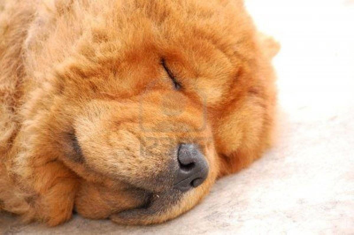 1200x800 Chow Dog Photo. Chow Chow Dog SLEEPING Chow Chow Dogs, Desktop