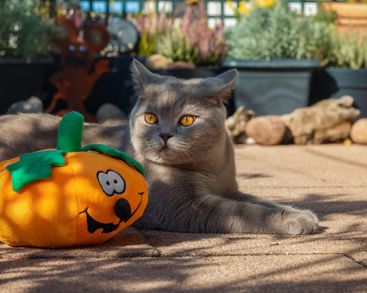 1280x1030 Desktop Wallpaper cat Pumpkin Halloween Animals Staring, Desktop