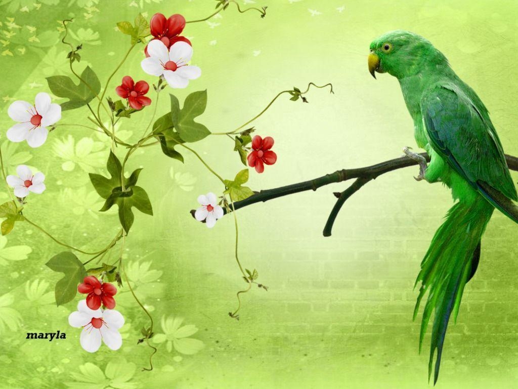 1030x770 Parrot Wallpaper HD Picture. Live HD Wallpaper HQ Picture, Desktop