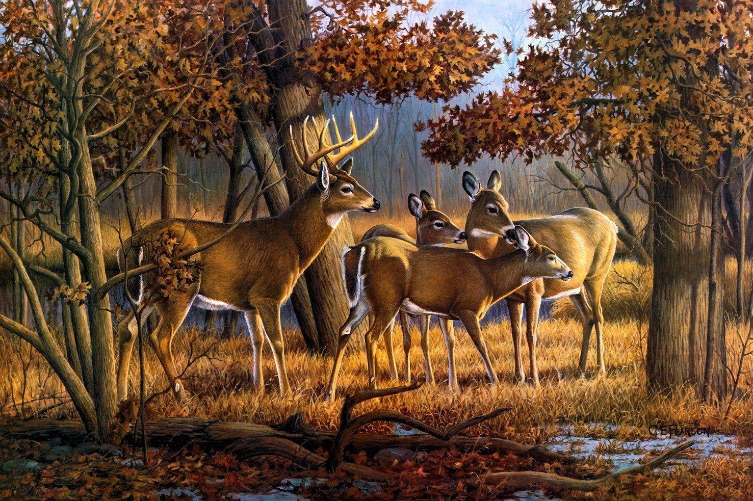 1480x990 Deer Wallpaper 10 X 983, Desktop