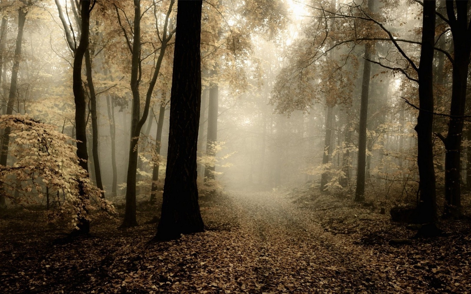 1600x1000 Wallpaper,  px, atmosphere, dark, fall, forest, landscape, leaves, mist, morning, nature, path, trees, Desktop