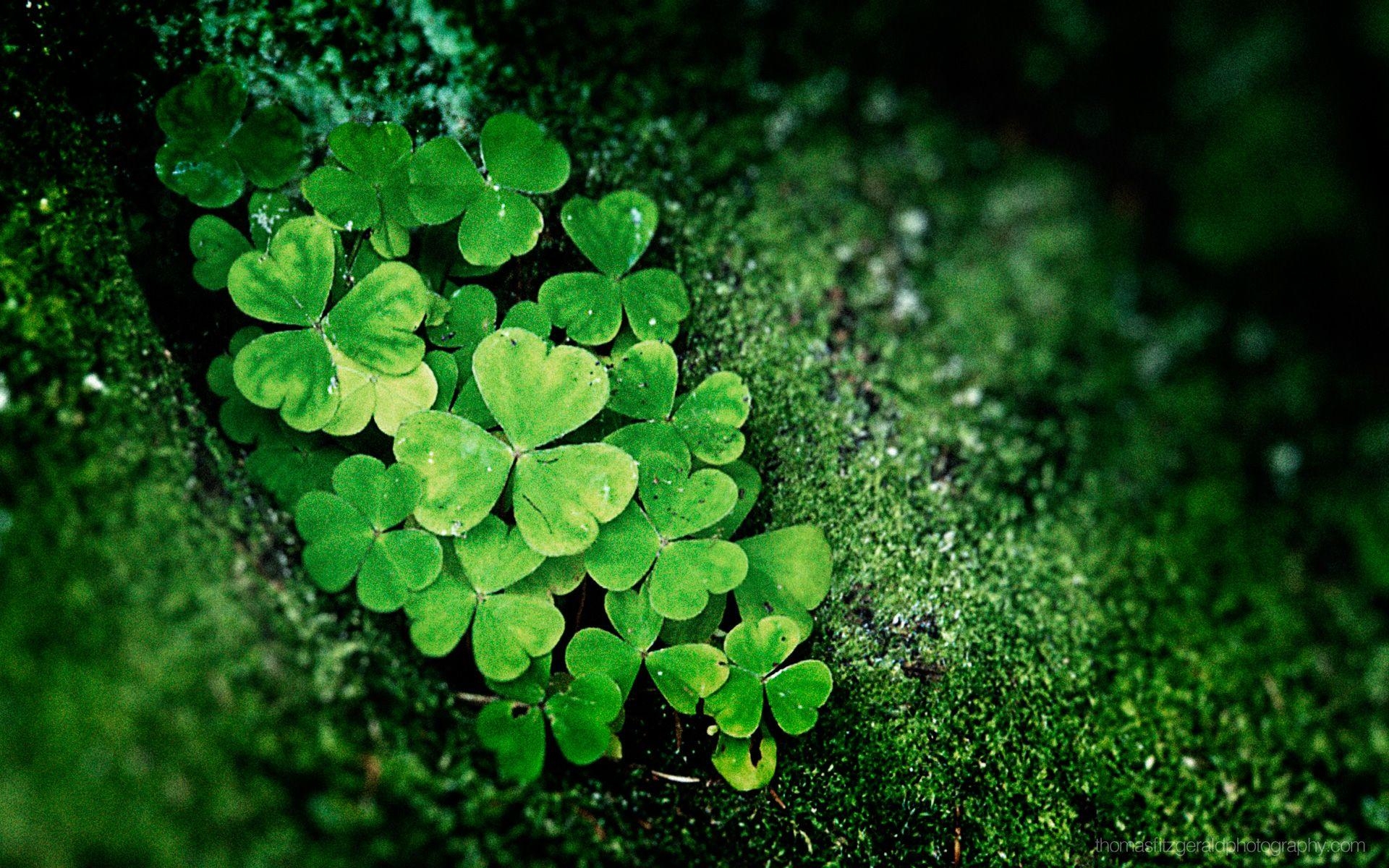 1920x1200 Happy St. Patrick Day Desktop Wallpaper HD, Desktop