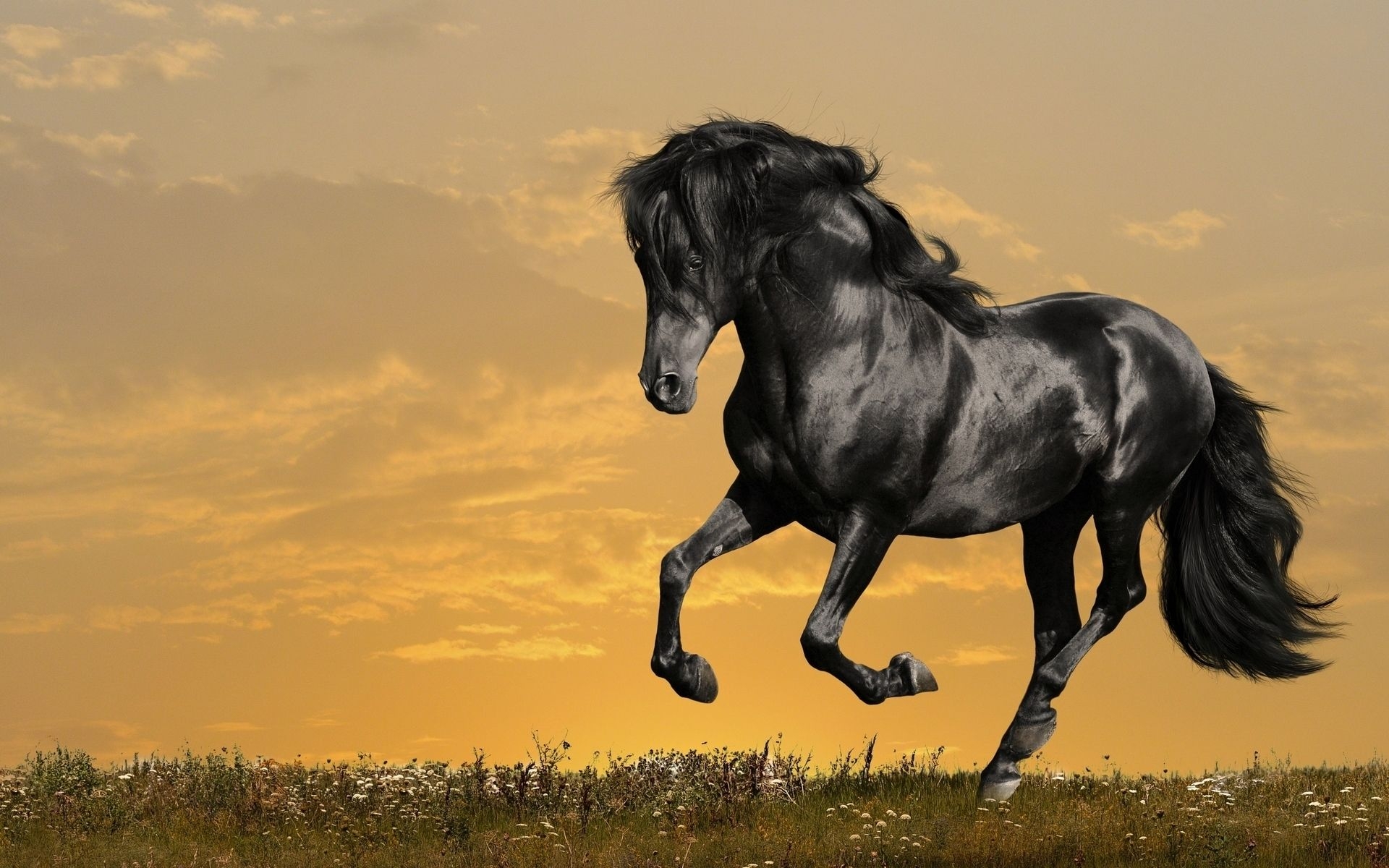 1920x1200 High Resolution Arabian Horse Desktop Wallpaper, Desktop