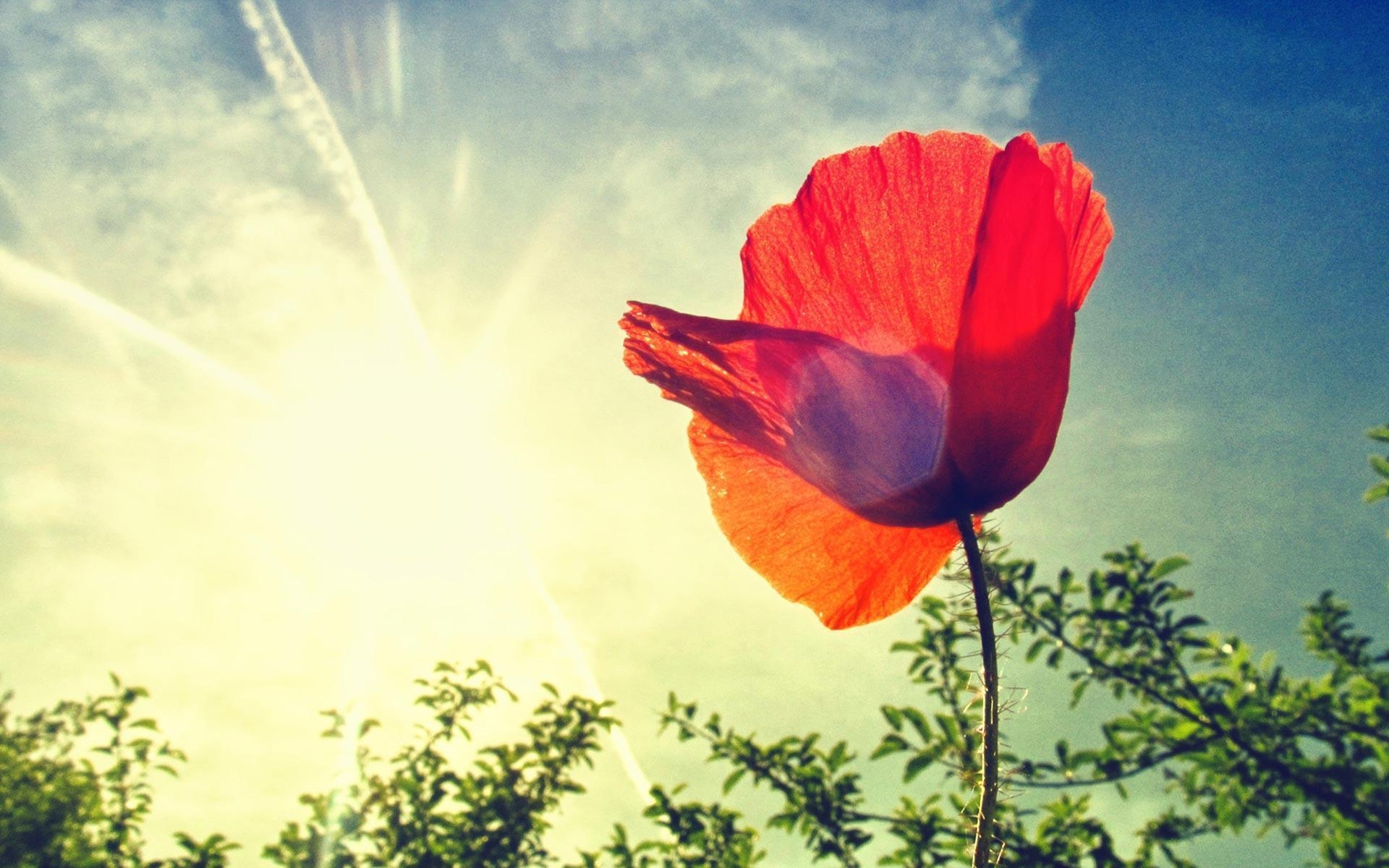 1920x1200 Poppy Flower Desktop Wallpaper. Poppy Flower Picture. Cool, Desktop