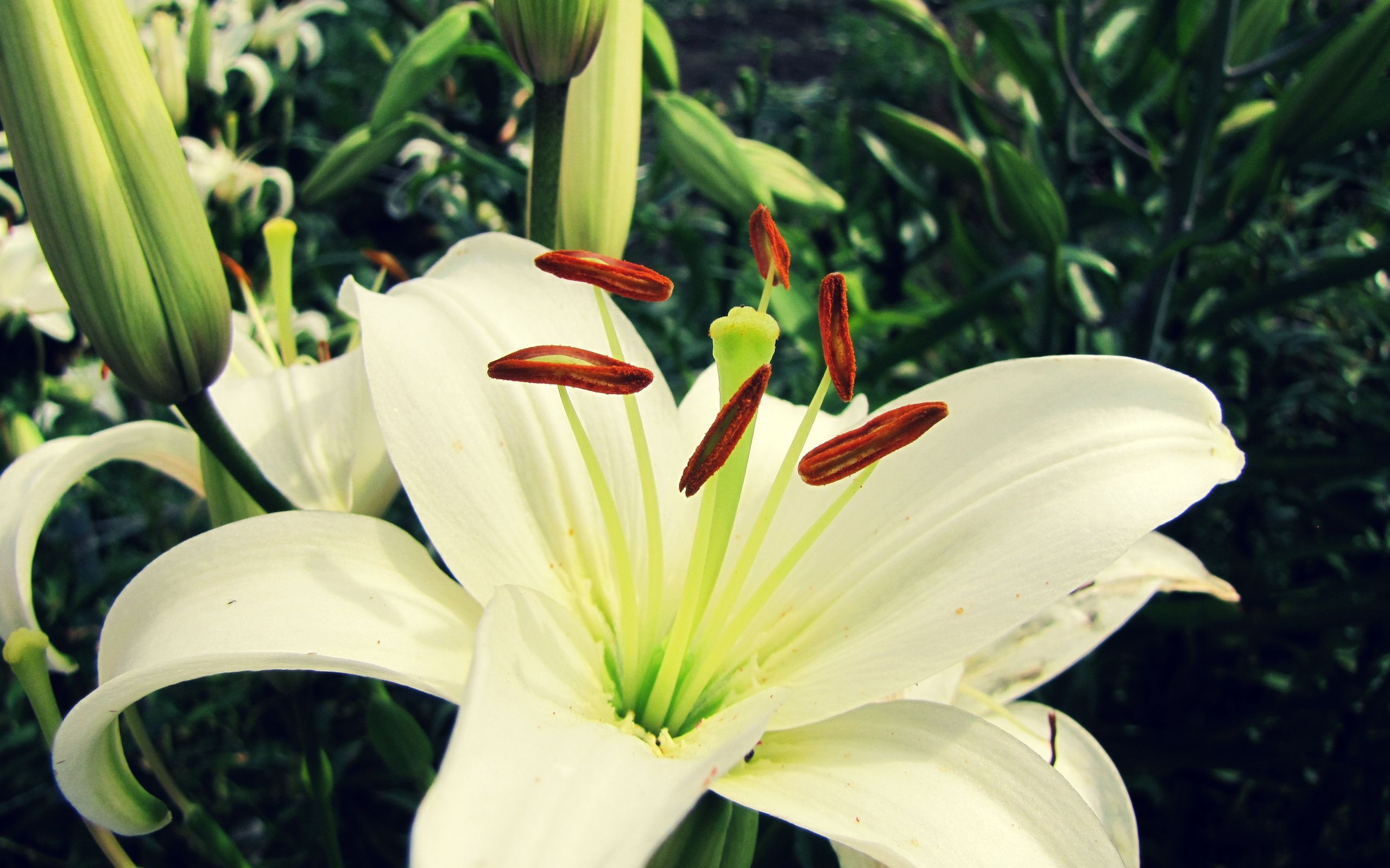 2560x1600 White Lily Flower Wallpaper 50637 px, Desktop