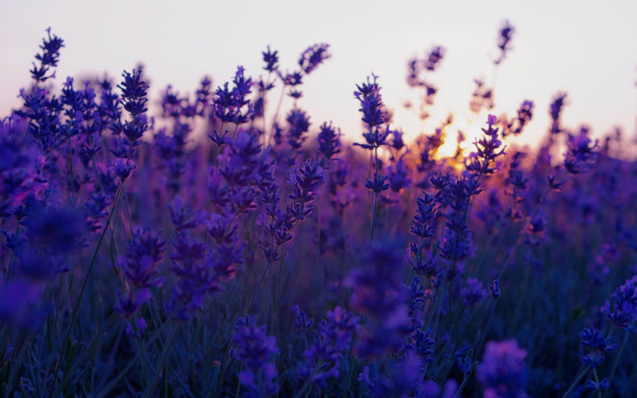 2560x1600 Lavender Aesthetic Laptop Wallpaper Free Lavender Aesthetic, Desktop