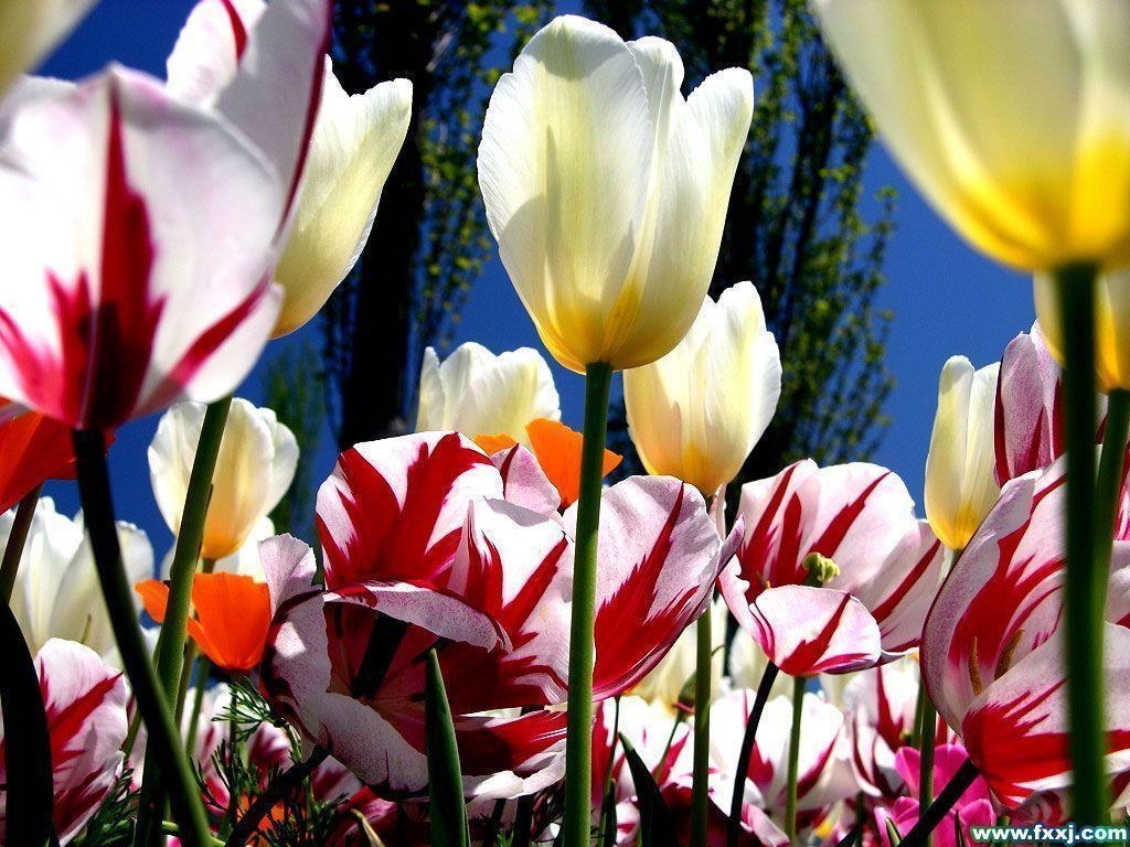 1030x770 tulips wallpaper 6 HD Wallpaper, Desktop