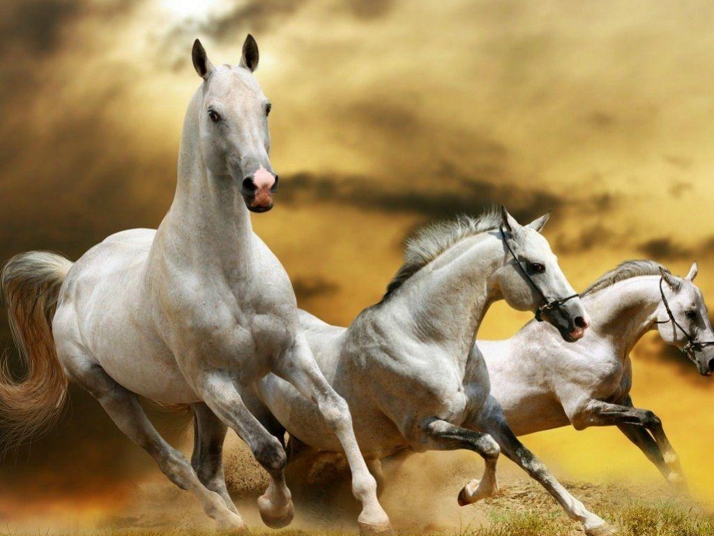 1030x770 Best Running Horse Wallpaper For Desk, Desktop