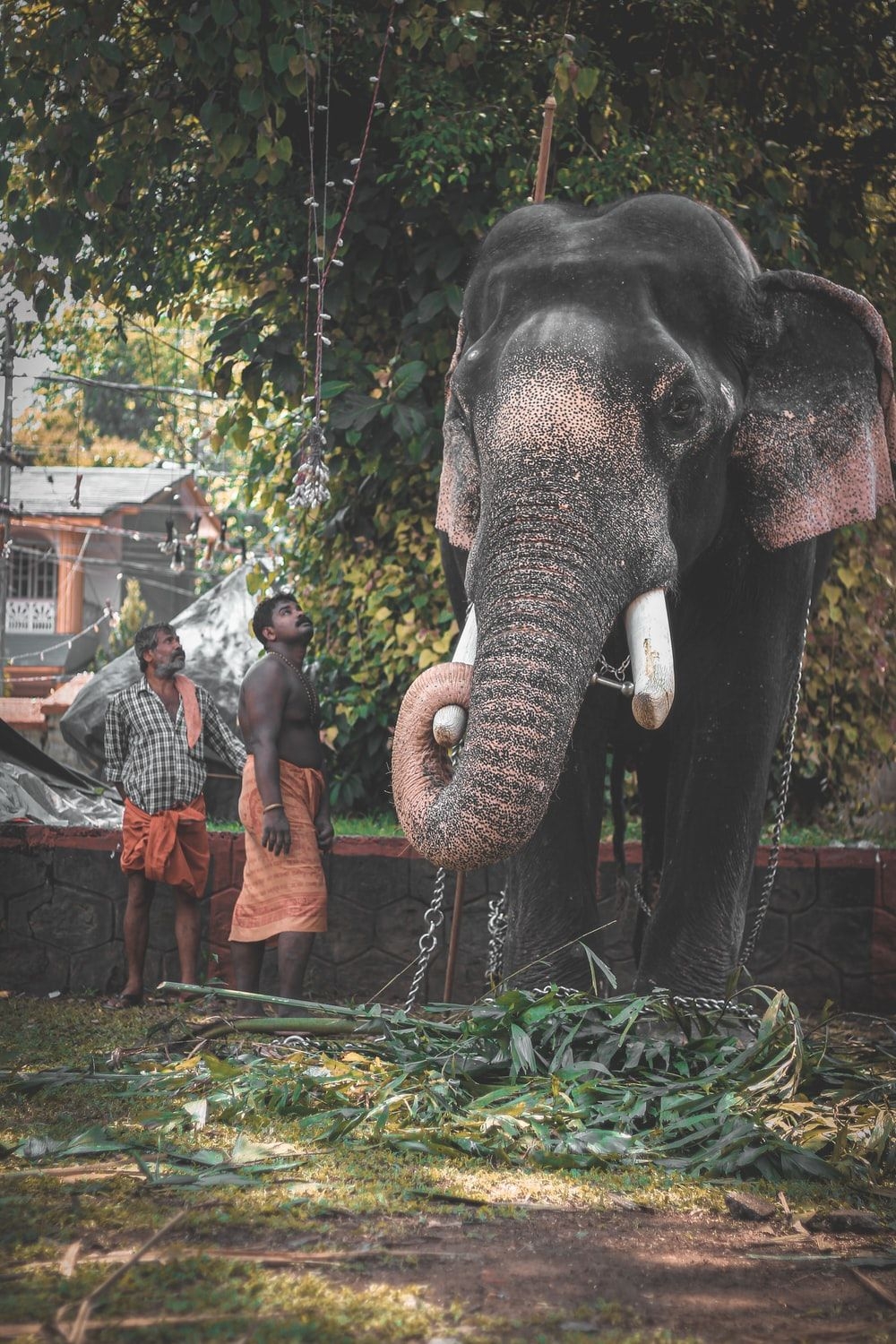 1000x1500 Kerala Elephant Picture. Download Free Image, Phone