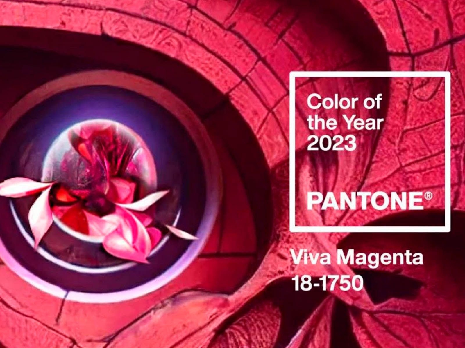 1600x1200 Pantone unveils colour of the year 2023: Viva Magenta, Desktop