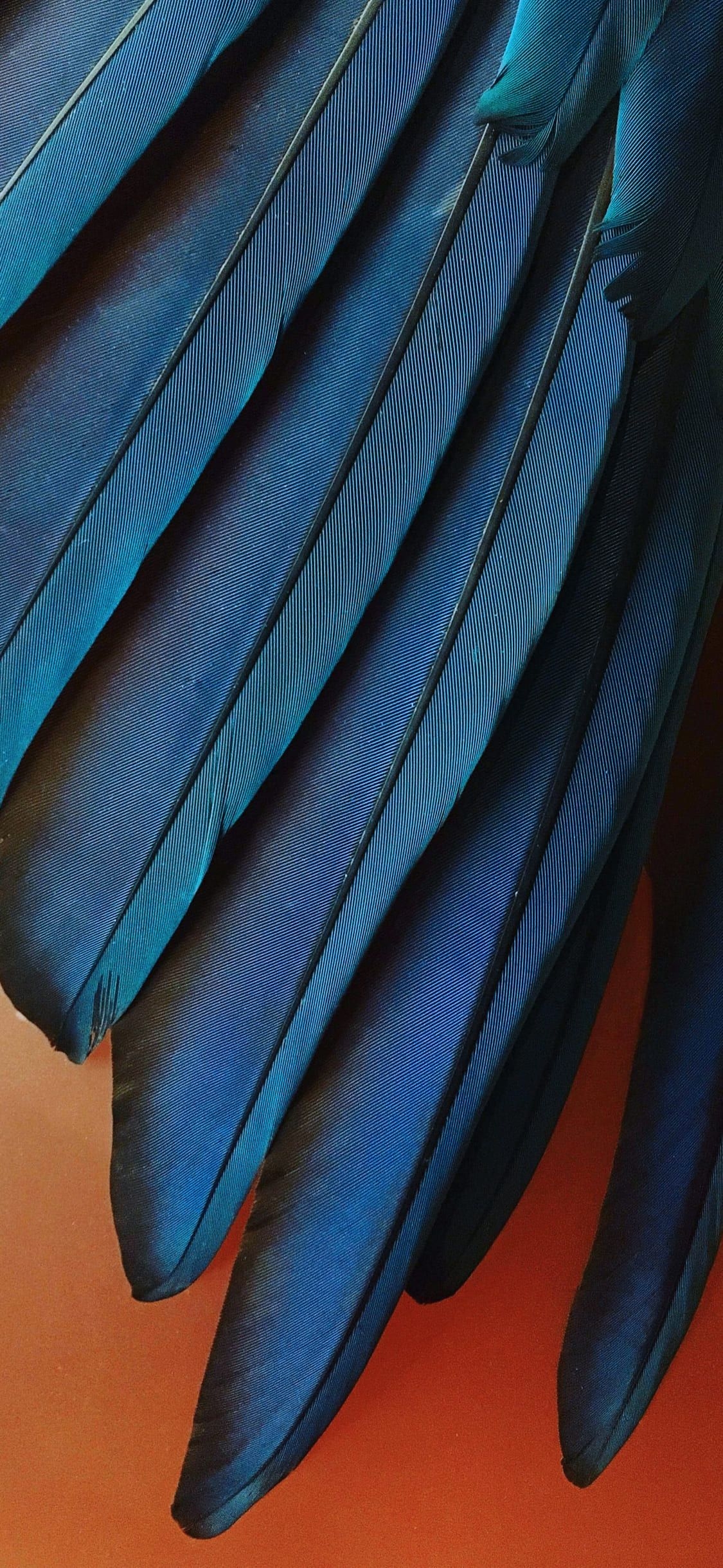 1130x2440 Download The New Default iOS 12 Wallpaper For iPhone, iPad, Phone