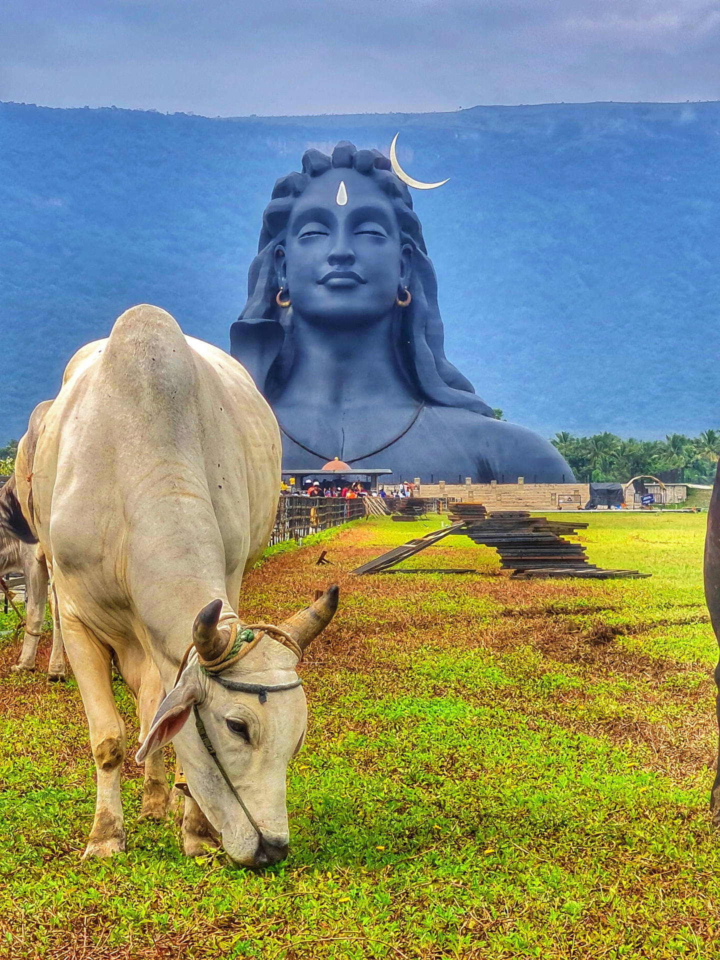 1440x1920 Cattle With Adiyogi 4k Wallpaper, Phone