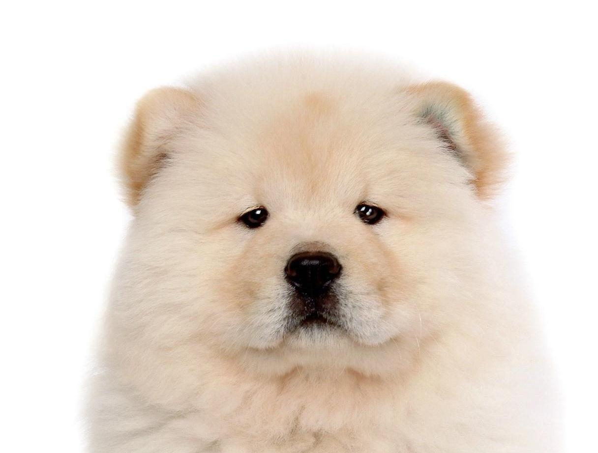 1220x930 Download Picture of Chow Chow on Animal Picture Society, Desktop