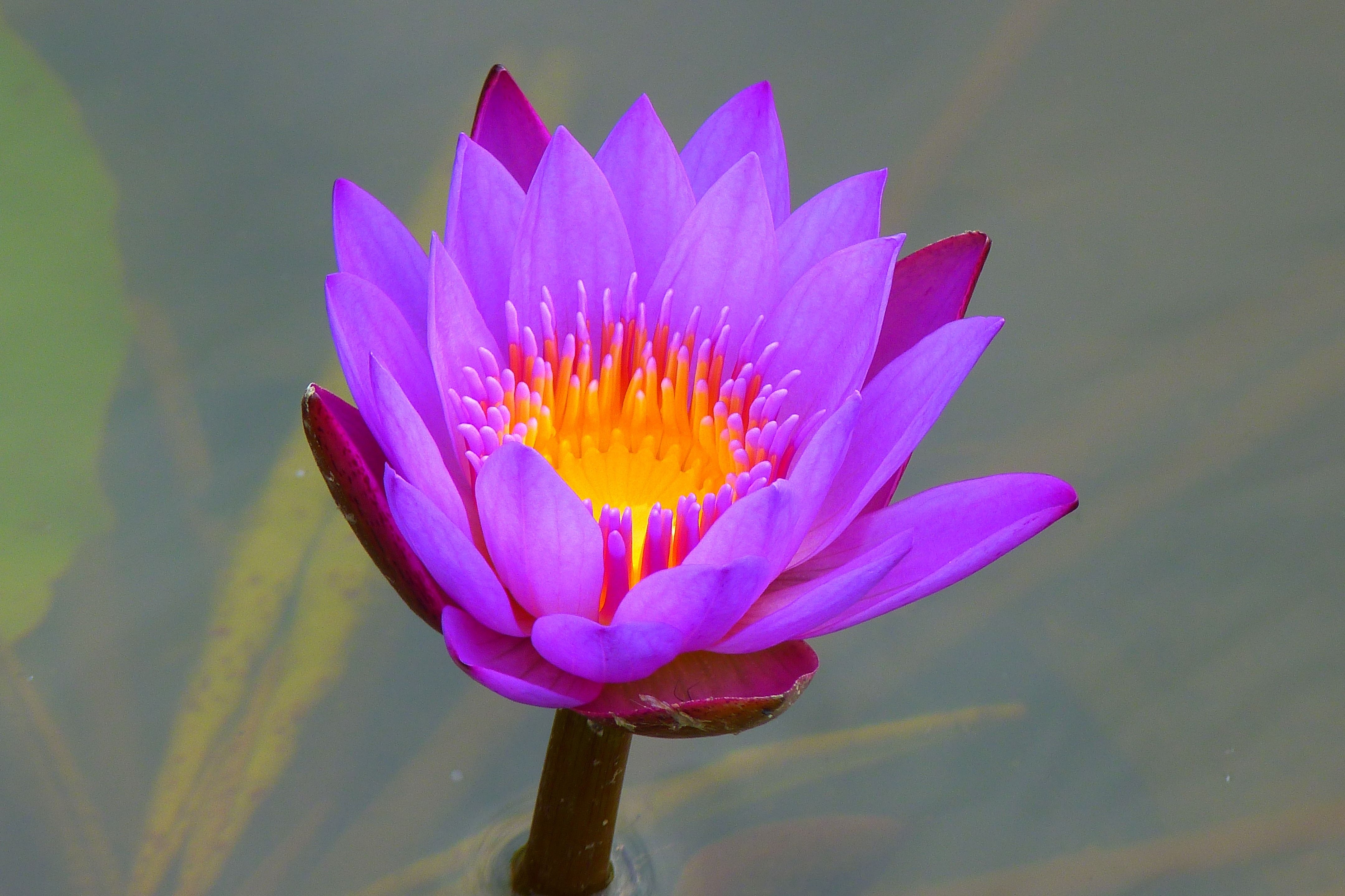 4320x2880 Purple Water Lily Wallpaper 4K Background. HD Wallpaper Background, Desktop