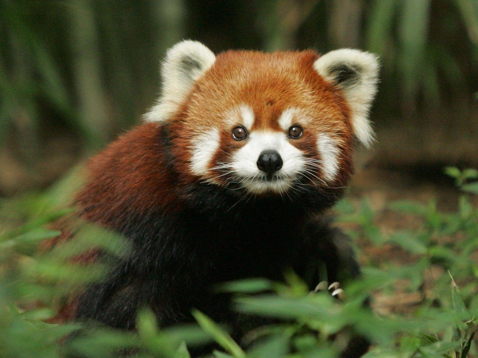 1600x1200 red Panda, Nature Wallpaper HD / Desktop and Mobile Background, Desktop