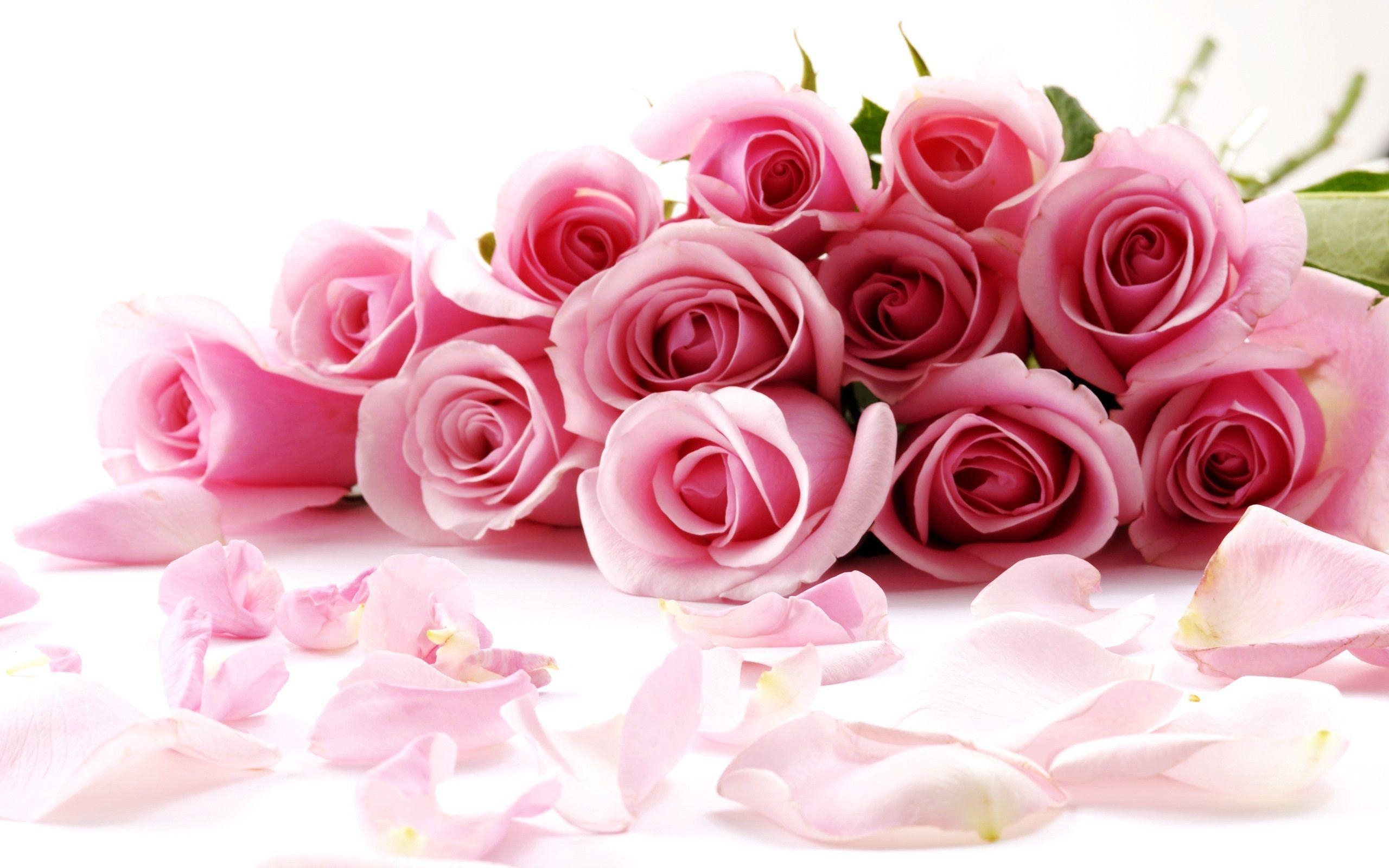 2560x1600 Rose Flower Wallpaper Full HD, Desktop