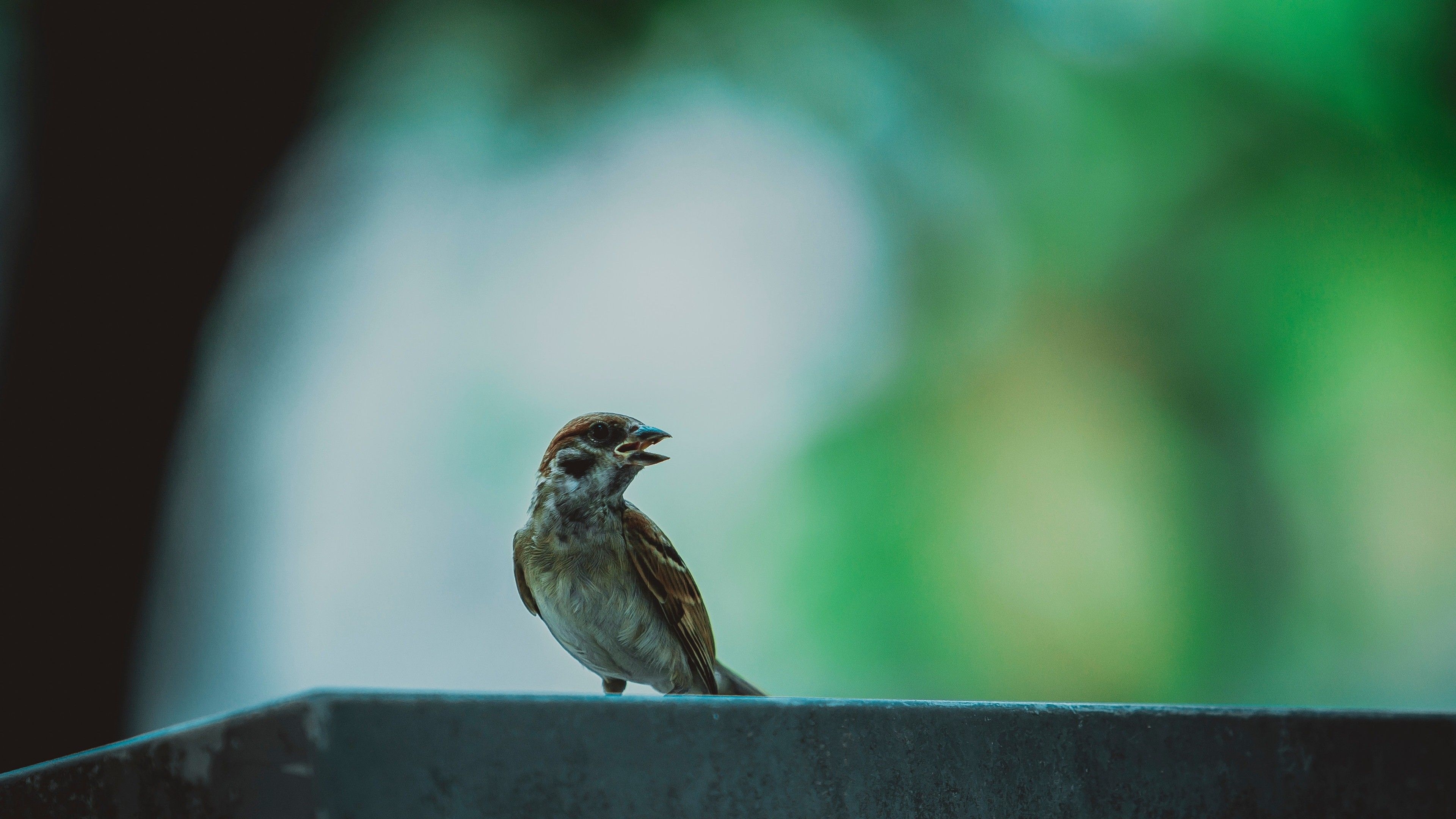 3840x2160 Wallpaper Of Bird, Desktop