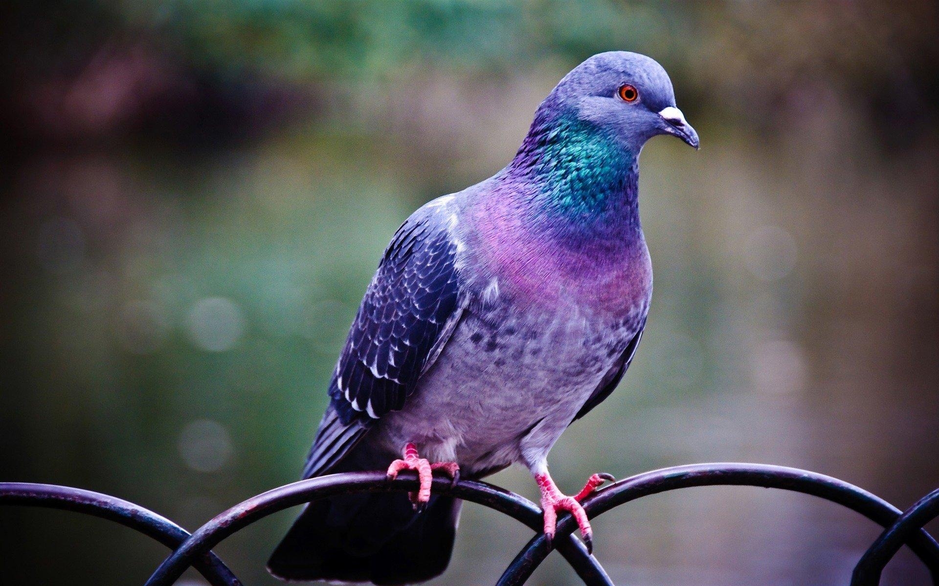 1920x1200 Pigeon HD Wallpaper and Background Image, Desktop