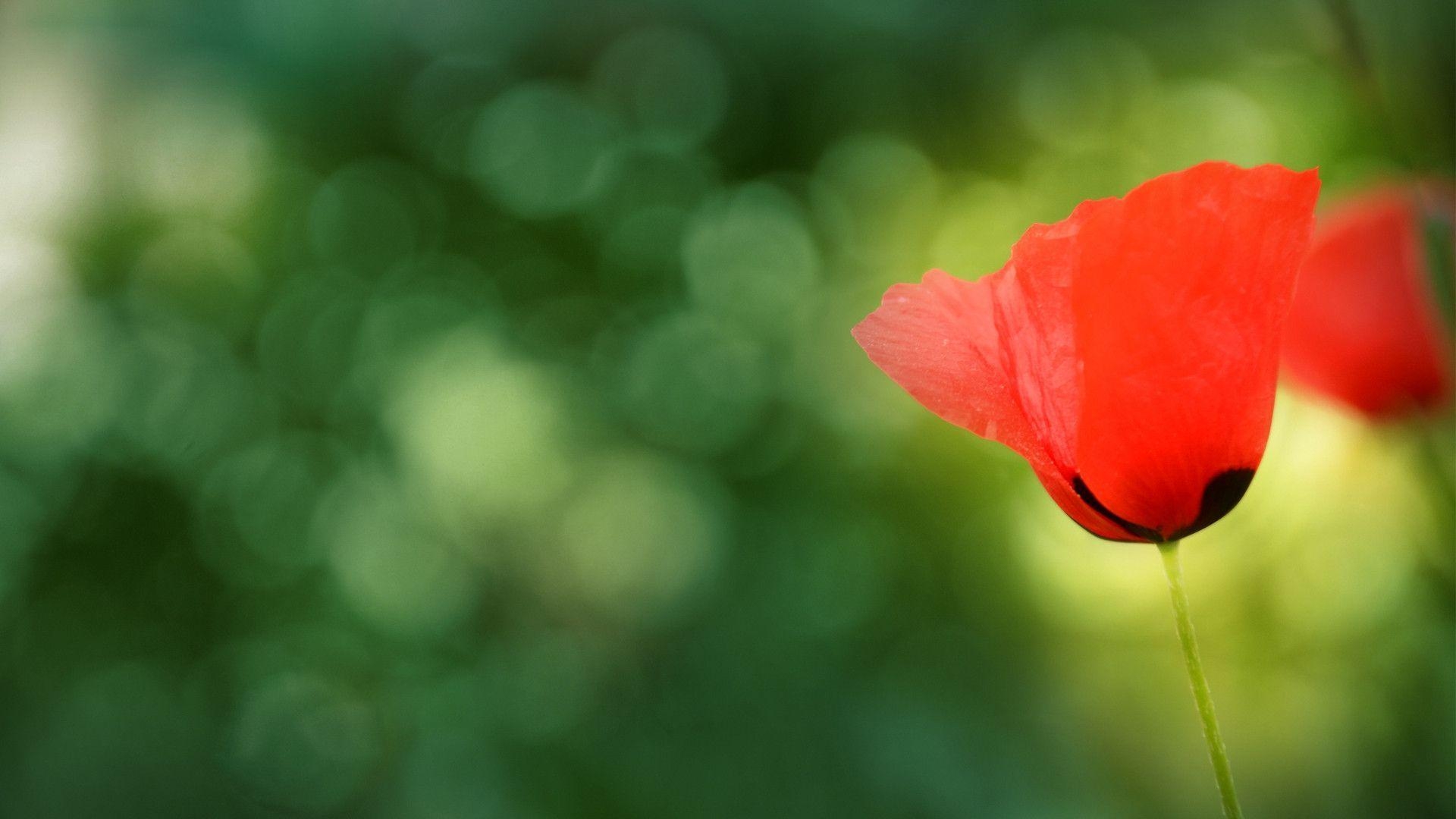 1920x1080 Poppy Flower. Nature HD Wallpaper. Nature Best Wallpaper, Desktop