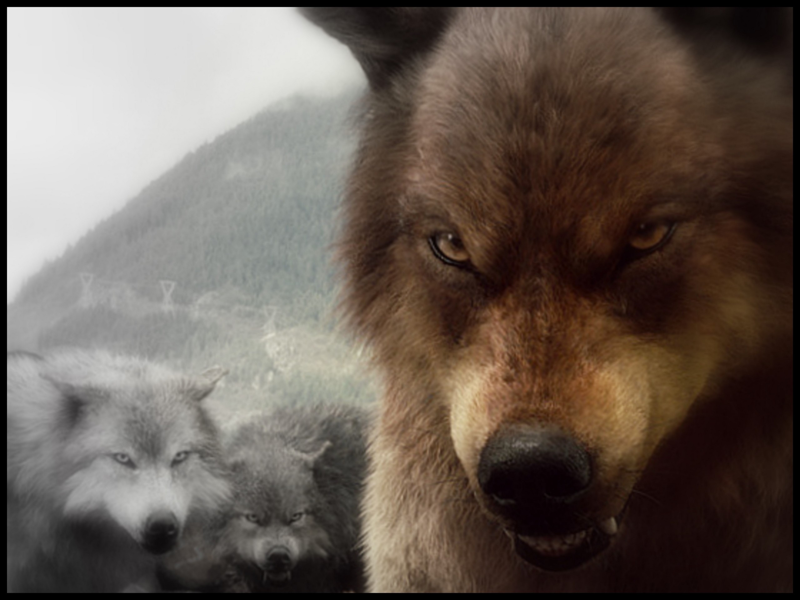 2560x1920 bd wolves Series Wallpaper, Desktop