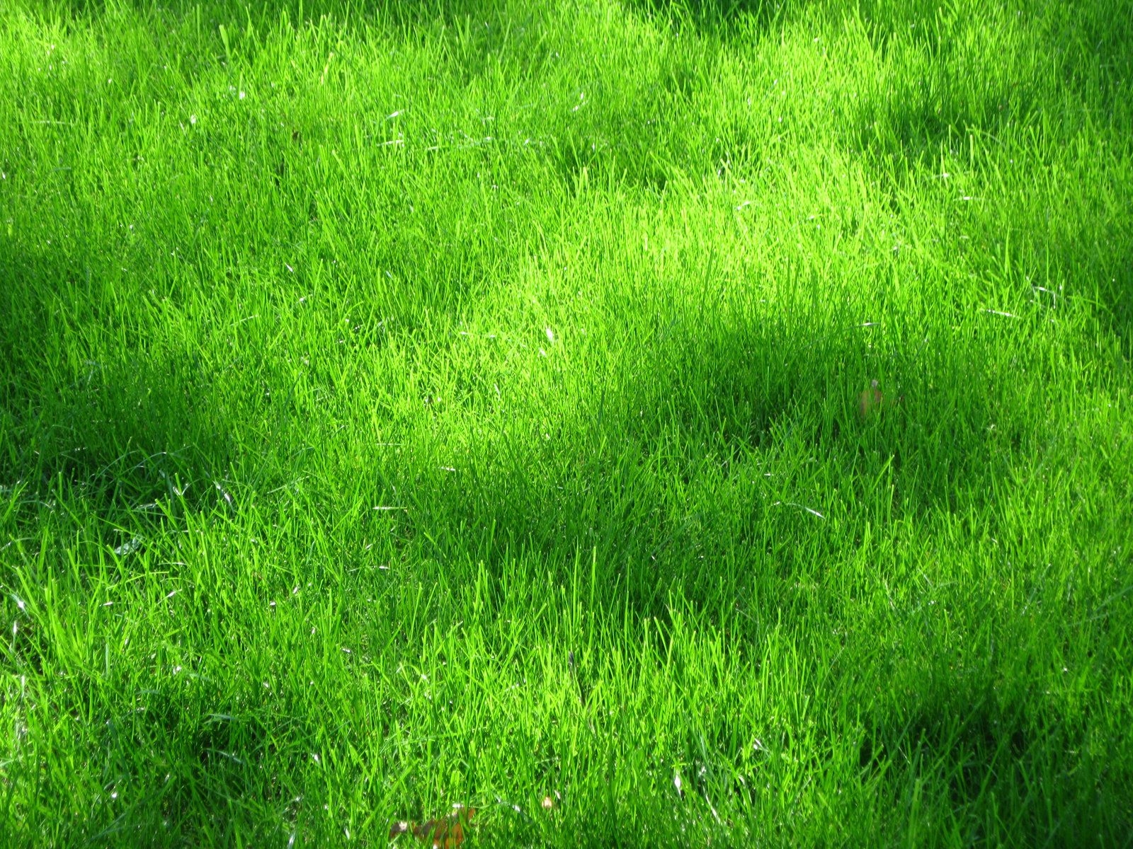 1600x1200 Download texture: green grass texture, texture download photo. Zwänge, Gedanke, Zwangsstörungen, Desktop