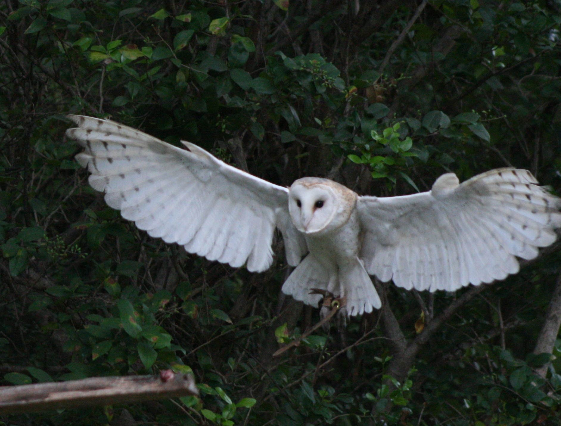 1890x1430 Free Barn Owl Wallpaper, Desktop