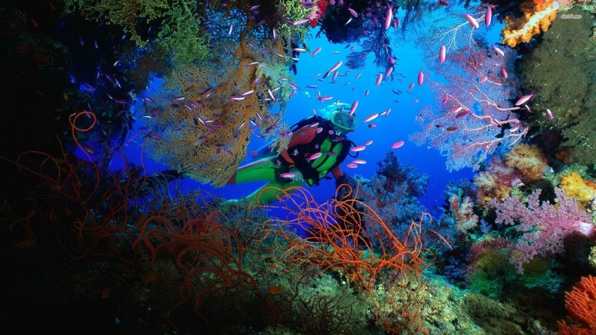 1920x1080 Scuba Wallpaper. Scuba Diver Coral Reef, Desktop