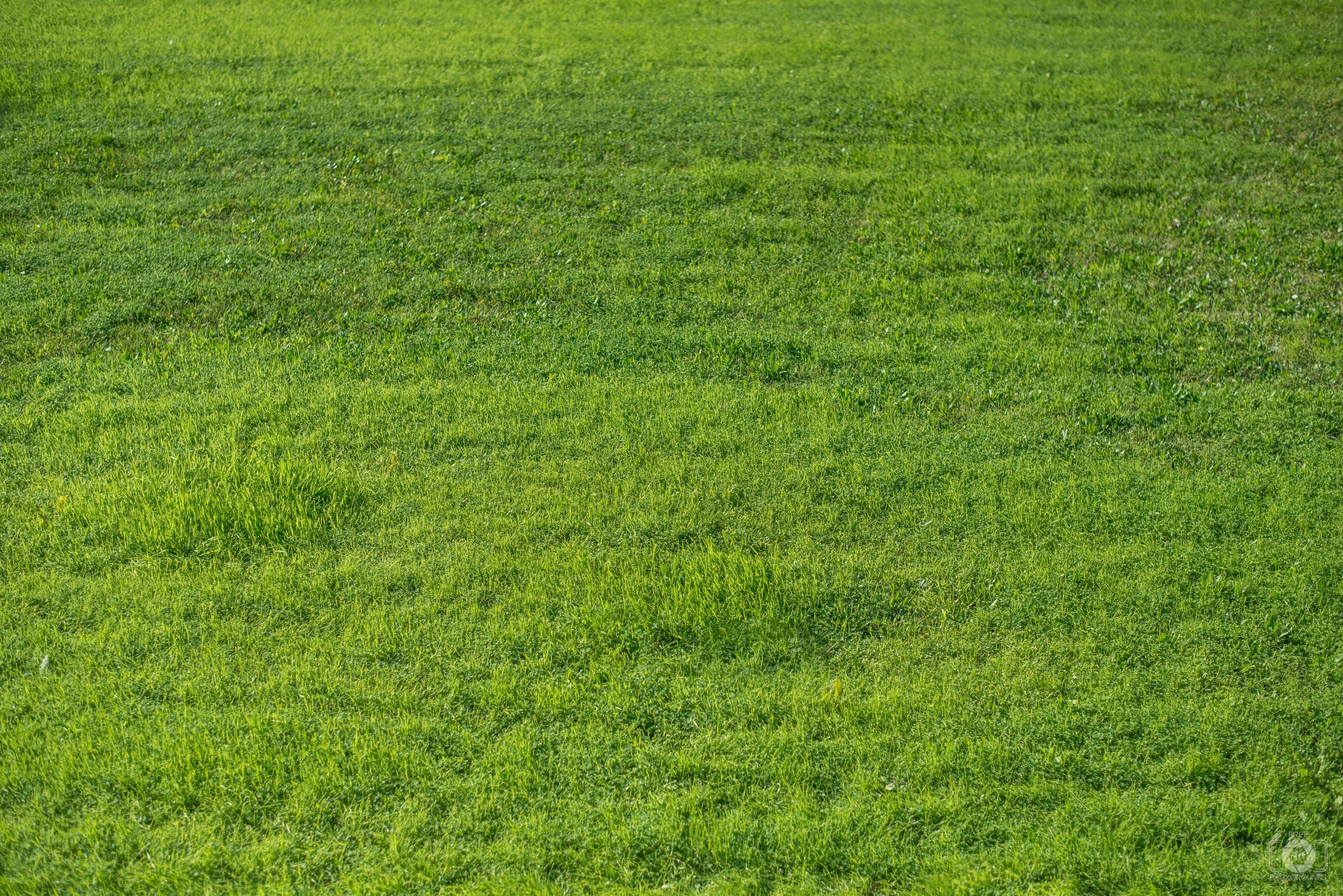 1920x1290 Free photo: Grass Texture, Green, Gritty, Desktop