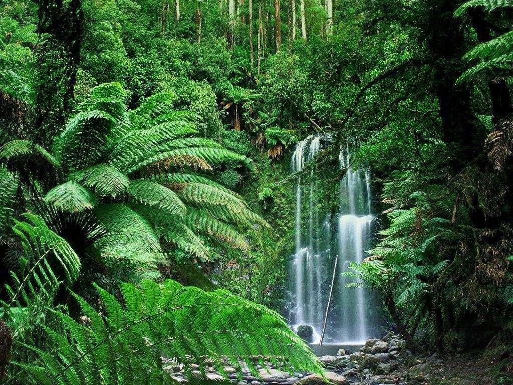 1030x770 Tropical Rainforest. Publish with Glogster!, Desktop