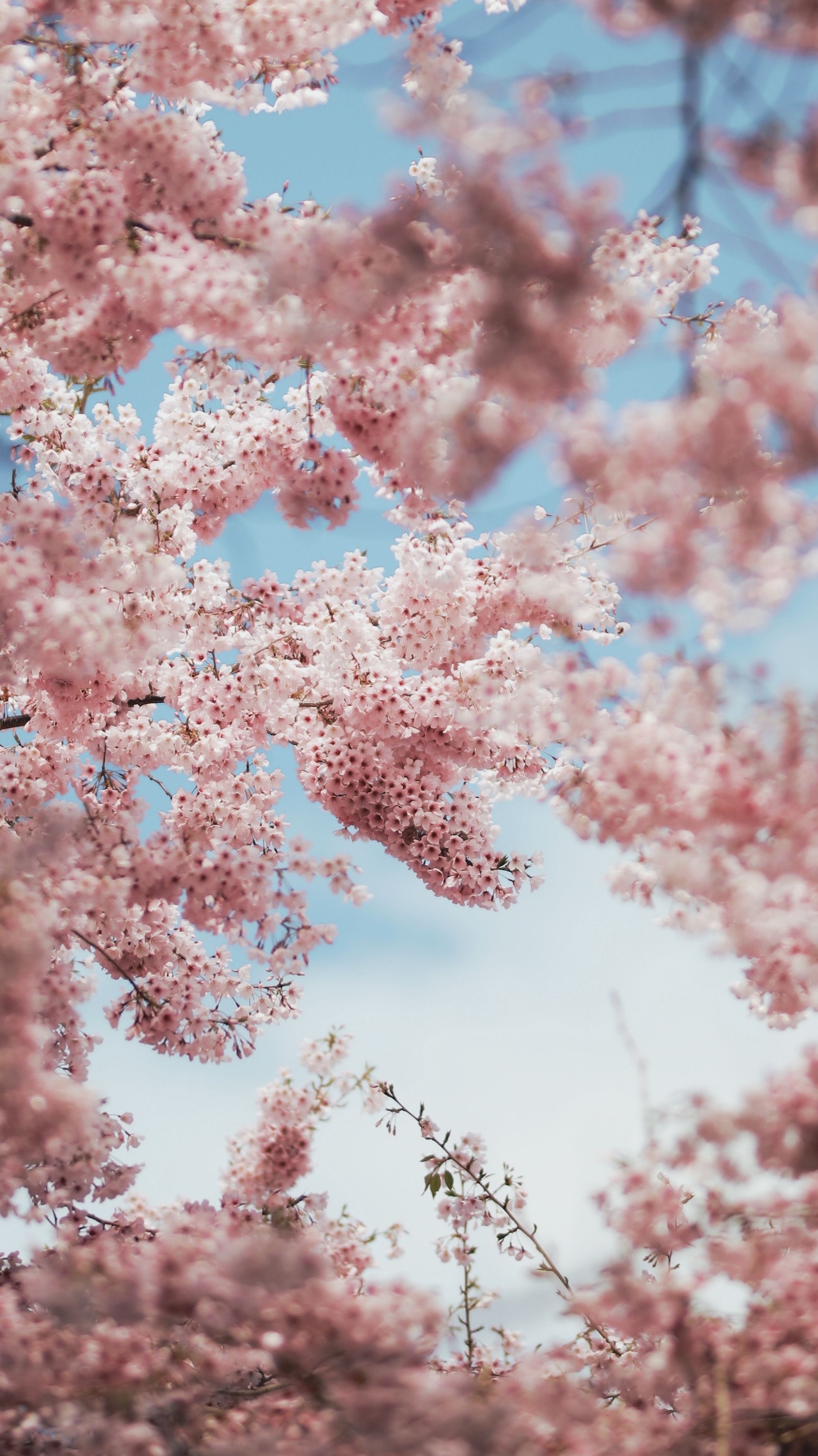 1990x3530 Cherry Blossom Wallpaper: Free HD Download [HQ], Phone