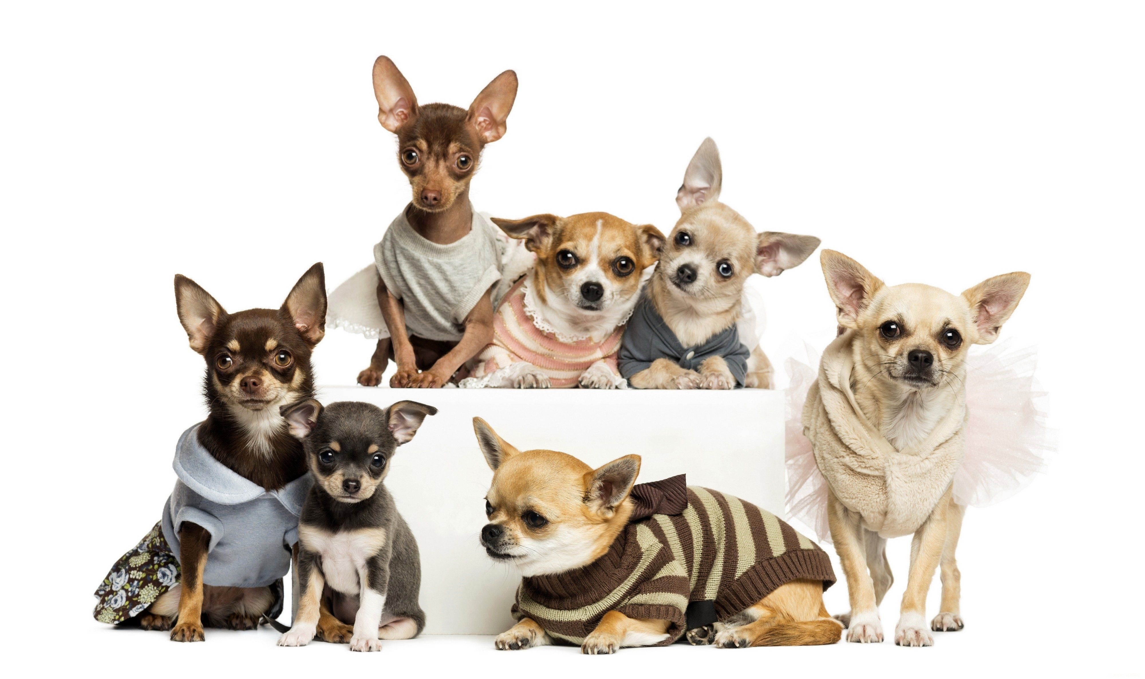 4000x2380 dogs, Many, Chihuahua, Animals Wallpaper HD / Desktop and Mobile, Desktop