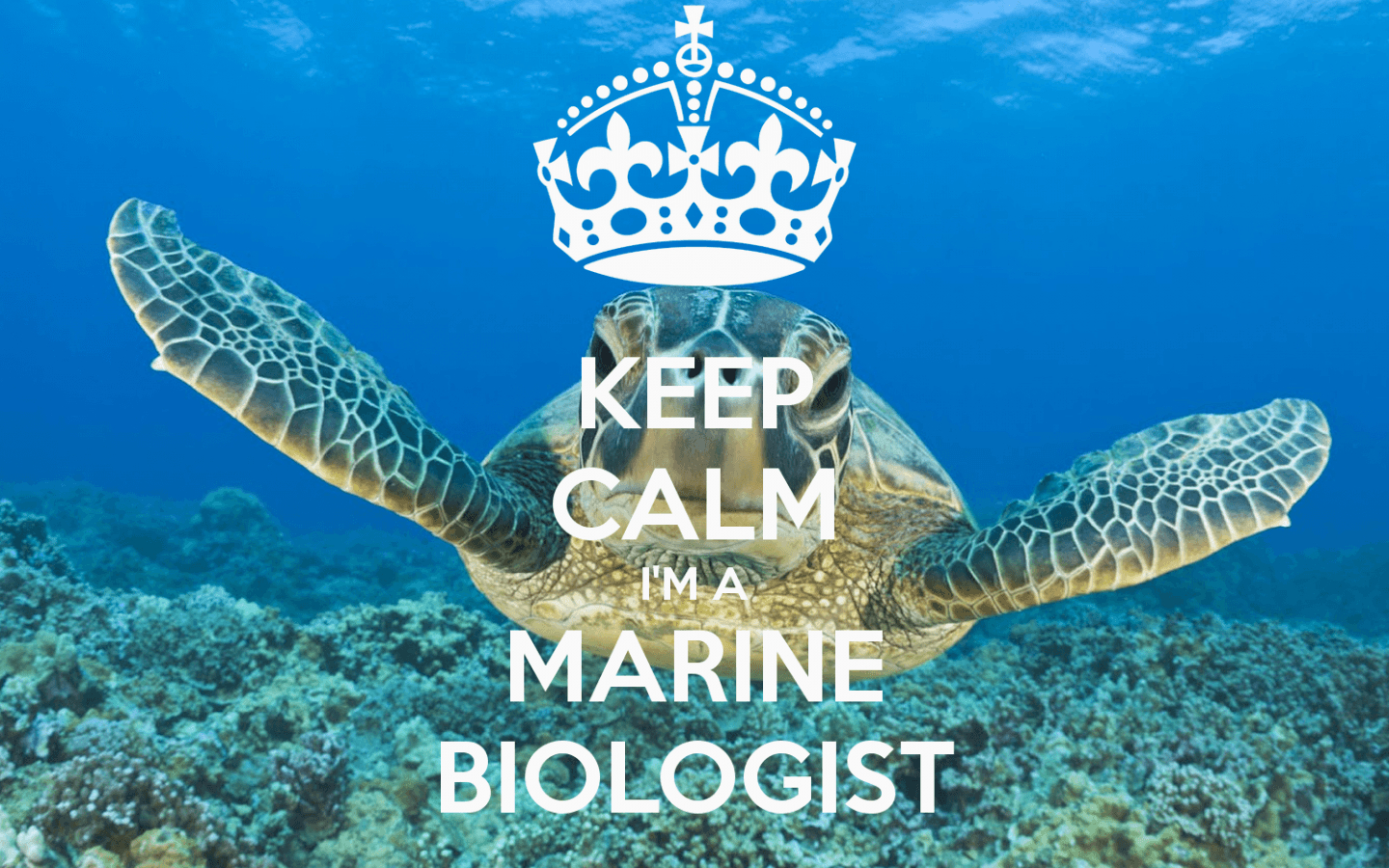 1440x900 Marine Biologist Wallpaper, HD Marine Biologist Background on WallpaperBat, Desktop