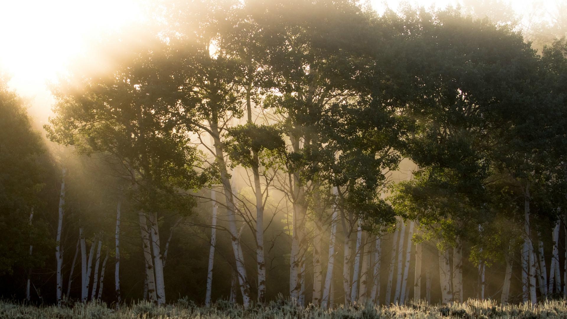 1920x1080 Quaking Aspen: The Overzealous. Arbor Day Blog, Desktop