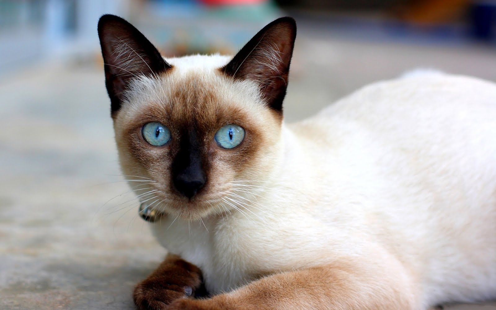 1600x1000 Free download Siamese Cat Wallpaper Desktop Widescreen [] for your Desktop, Mobile & Tablet. Explore Siamese Cat Wallpaper for Desktop. Siamese Cat Wallpaper, Siamese Kitten Wallpaper, Free HD Wallpaper Siamese Cat, Desktop