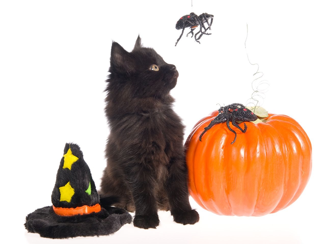 1280x960 Desktop Wallpaper Kittens cat Spiders Hat Pumpkin Halloween Animals, Desktop