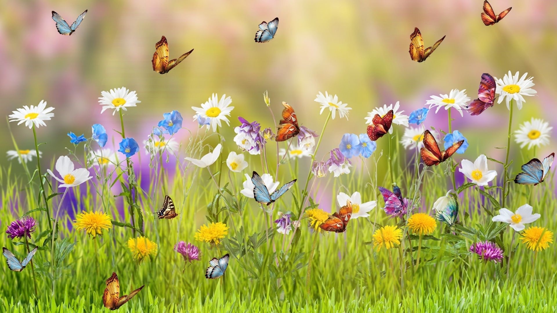 1920x1080 Wallpaper Butterflies, Desktop