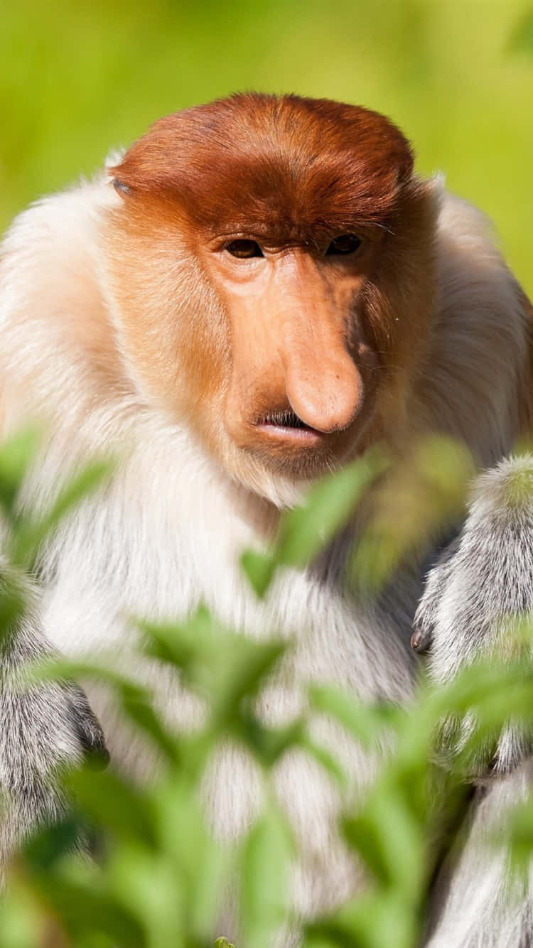 750x1340 Download A Monkey With A Long Nose Is Sitting In The Grass Wallpaper, Phone