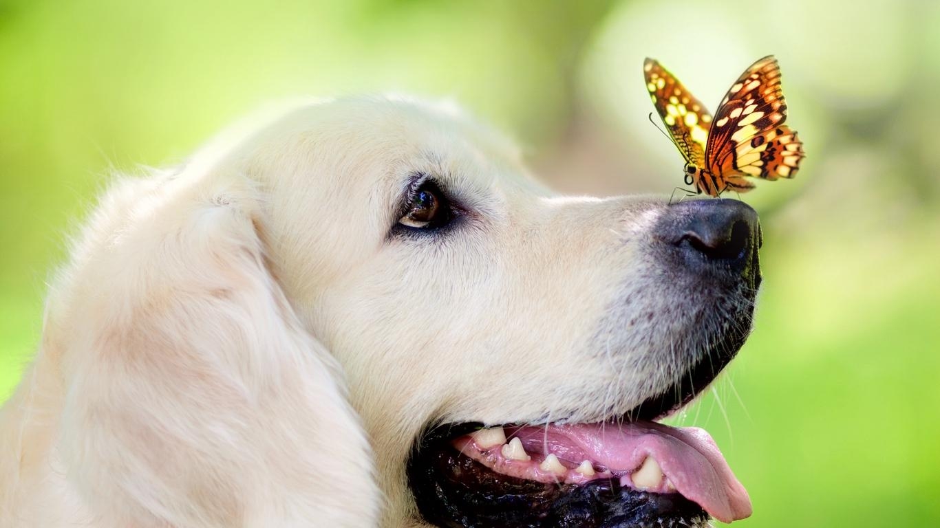 1370x770 Download wallpaper  dog, muzzle, butterfly, tongue, Desktop